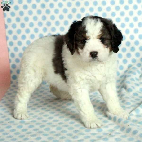 Sage, Mini Bernedoodle Puppy