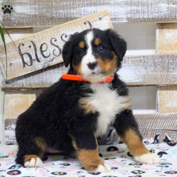 Sage, Bernese Mountain Dog Puppy