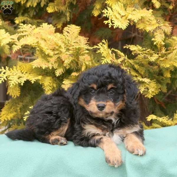 Sage, Mini Aussiedoodle Puppy