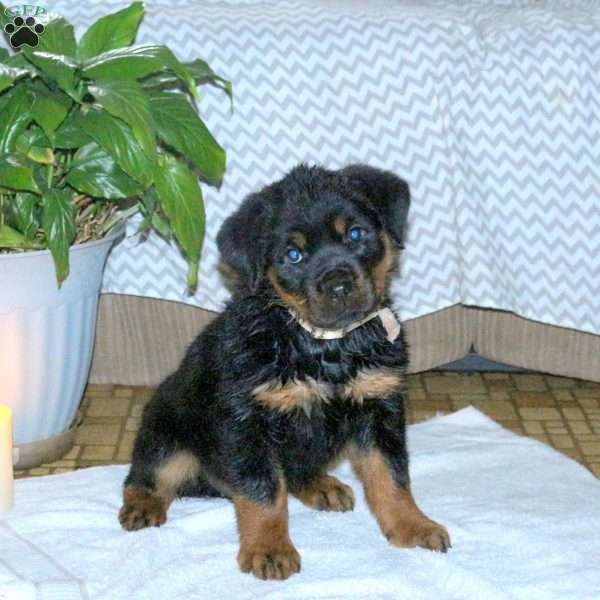 Sage, Rottweiler Puppy