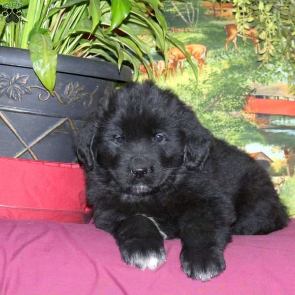 Sage, Newfoundland Puppy