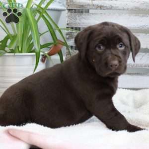 Sage, Chocolate Labrador Retriever Puppy