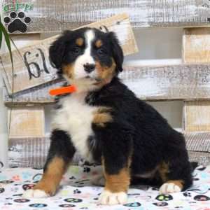 Sage, Bernese Mountain Dog Puppy