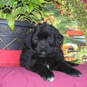 Sage, Newfoundland Puppy