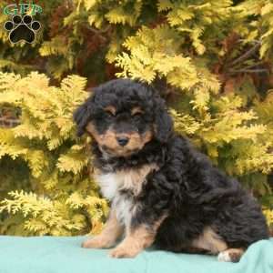 Sage, Mini Aussiedoodle Puppy