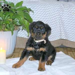 Sage, Rottweiler Puppy