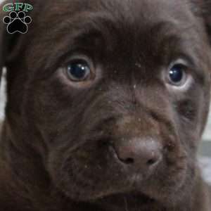 Sage, Chocolate Labrador Retriever Puppy