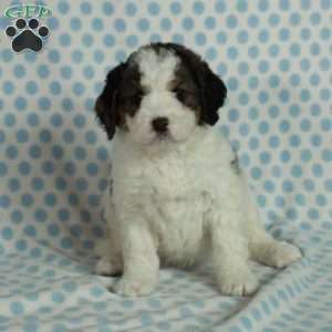 Sage, Mini Bernedoodle Puppy