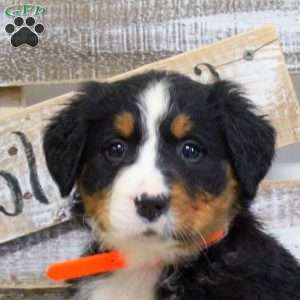 Sage, Bernese Mountain Dog Puppy