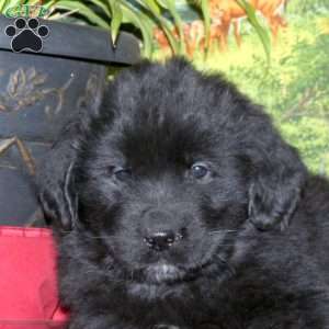 Sage, Newfoundland Puppy