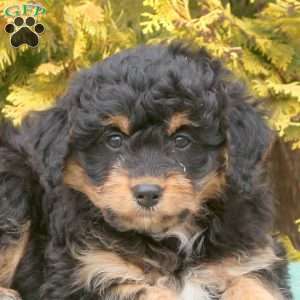 Sage, Mini Aussiedoodle Puppy