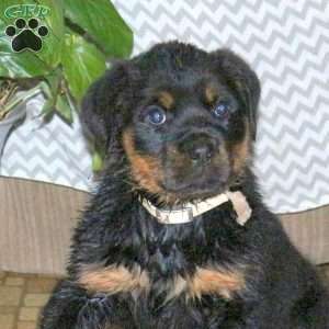 Sage, Rottweiler Puppy