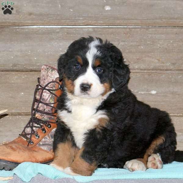 Salem, Bernese Mountain Dog Puppy