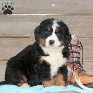 Salem, Bernese Mountain Dog Puppy