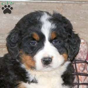 Salem, Bernese Mountain Dog Puppy