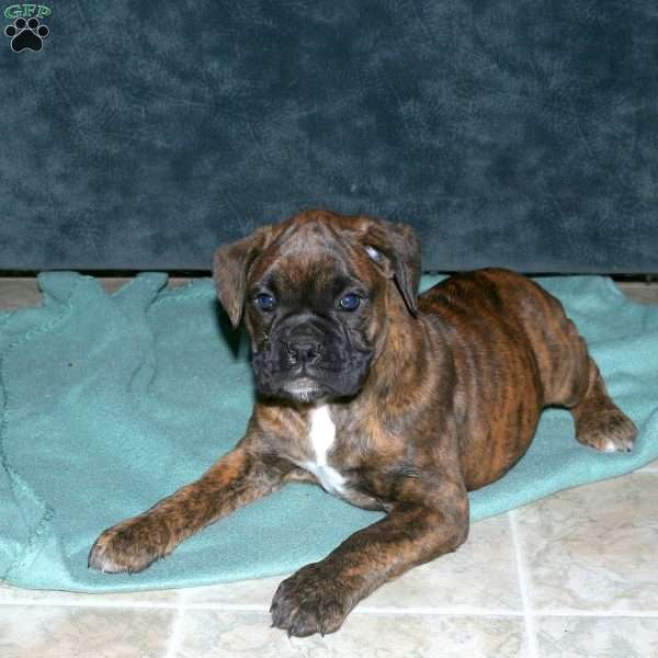 Sally, Boxer Puppy