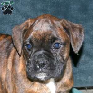 Sally, Boxer Puppy