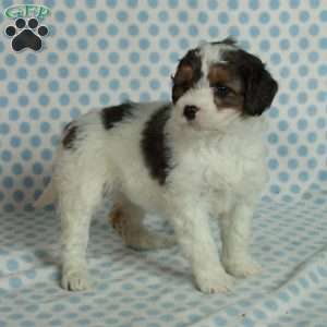 Samantha, Mini Bernedoodle Puppy