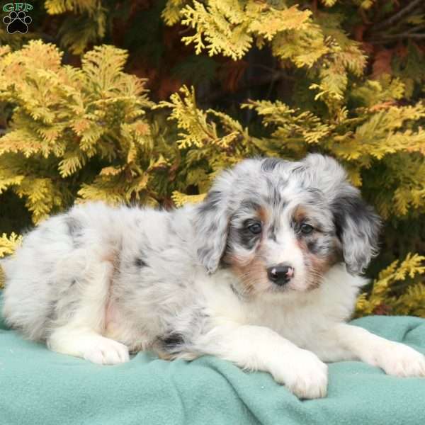 Sammy, Mini Aussiedoodle Puppy