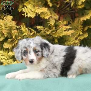 Sammy, Mini Aussiedoodle Puppy