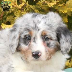 Sammy, Mini Aussiedoodle Puppy