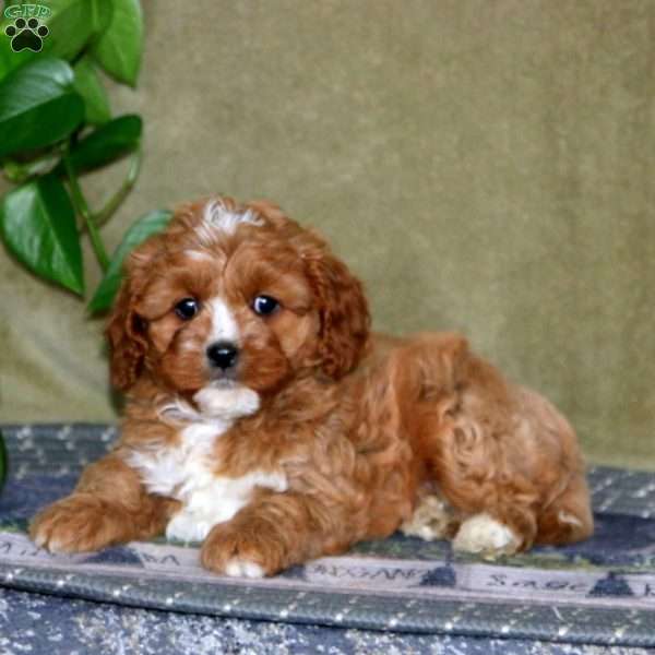 Sammy, Cavapoo Puppy