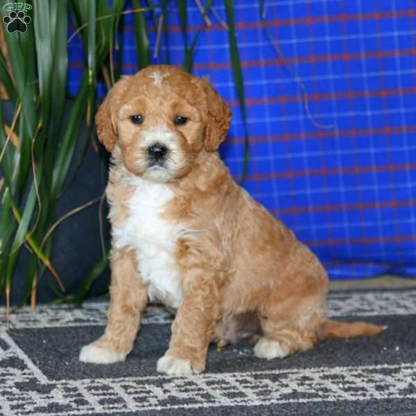 Sammy, Goldendoodle Puppy