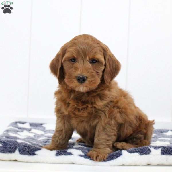 Sammy, Mini Goldendoodle Puppy