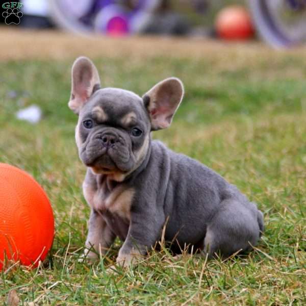 Sammy, French Bulldog Puppy