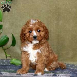 Sammy, Cavapoo Puppy