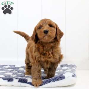 Sammy, Mini Goldendoodle Puppy