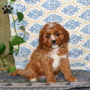 Sammy, Cavapoo Puppy