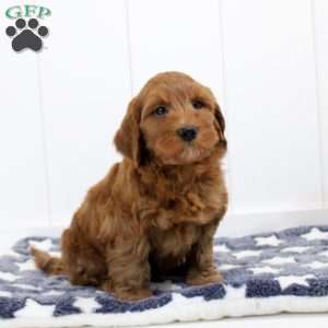 Sammy, Mini Goldendoodle Puppy