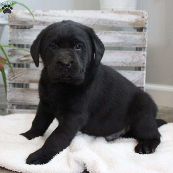 Sampson, Black Labrador Retriever Puppy