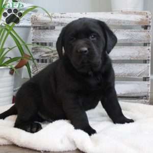 Sampson, Black Labrador Retriever Puppy