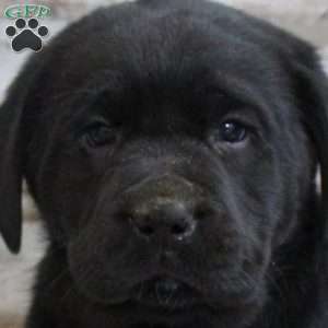 Sampson, Black Labrador Retriever Puppy