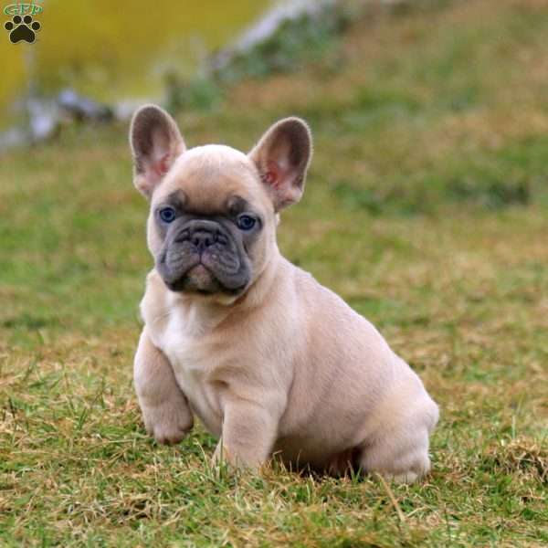 Sandy, French Bulldog Puppy