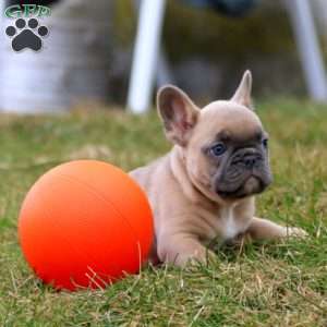 Sandy, French Bulldog Puppy