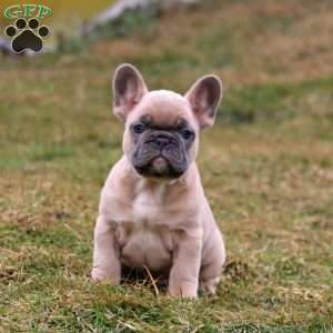 Sandy, French Bulldog Puppy