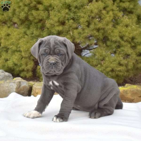 Sapphire, Cane Corso Puppy