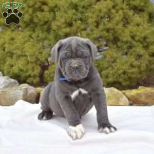 Sapphire, Cane Corso Puppy