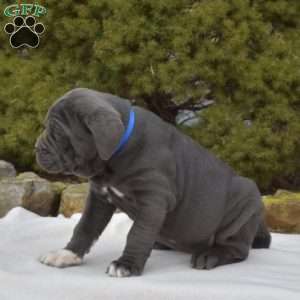 Sapphire, Cane Corso Puppy