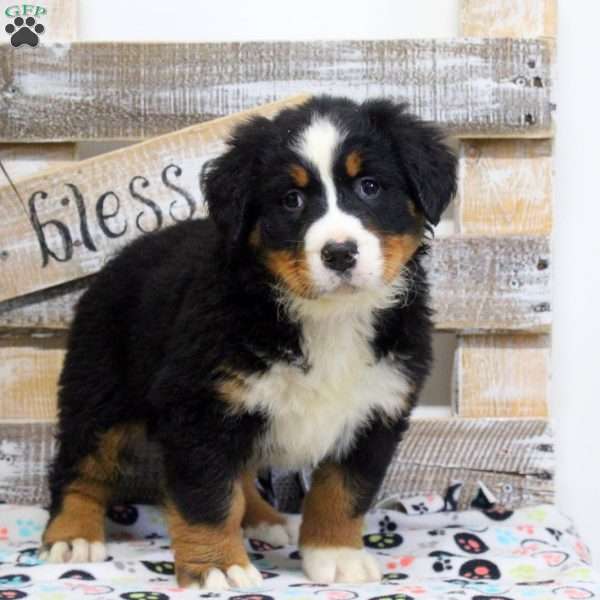 Sara, Bernese Mountain Dog Puppy