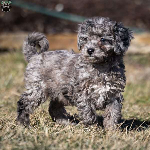 Sarabi, Cavapoo Puppy