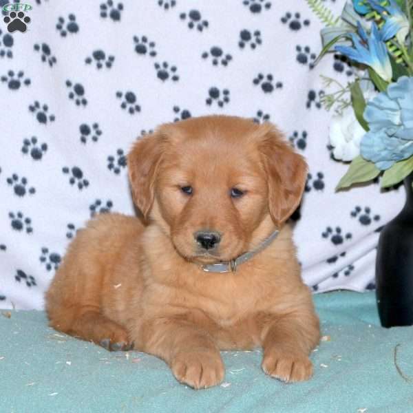 Sarah, Golden Retriever Puppy