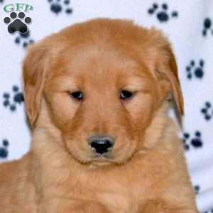 Sarah, Golden Retriever Puppy