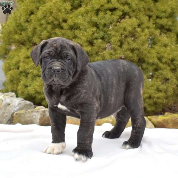 Sarge, Cane Corso Puppy