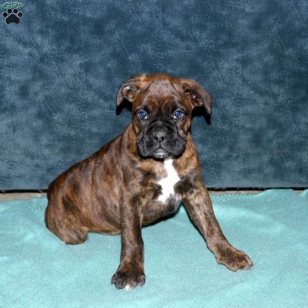 Sarge, Boxer Puppy