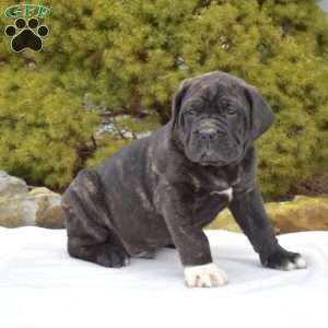 Sarge, Cane Corso Puppy