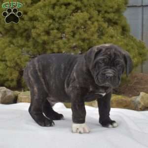 Sarge, Cane Corso Puppy